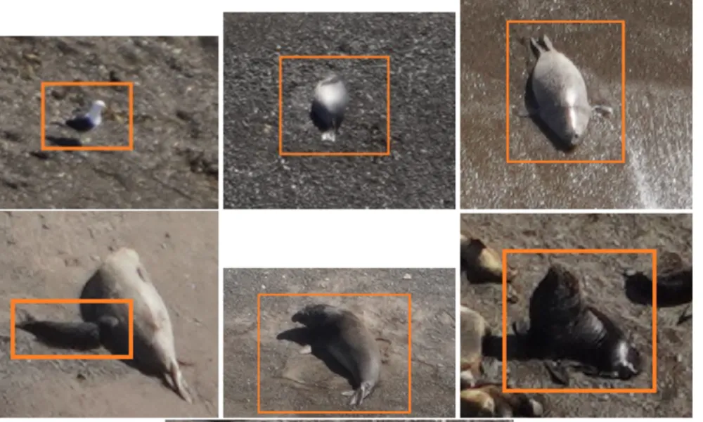 Imágenes de fauna marino-costera