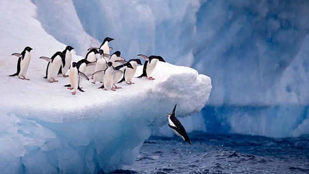 Pingüinos en la Antártida.