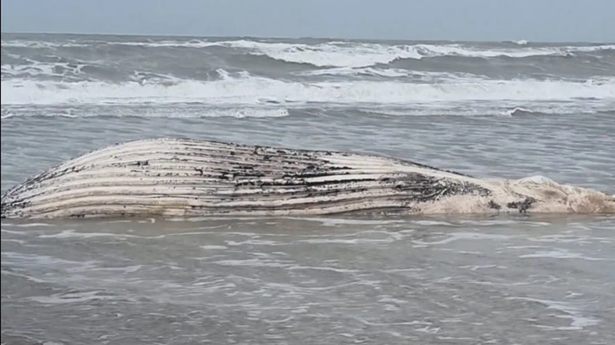 Ballena jorobada en Mar del Plata