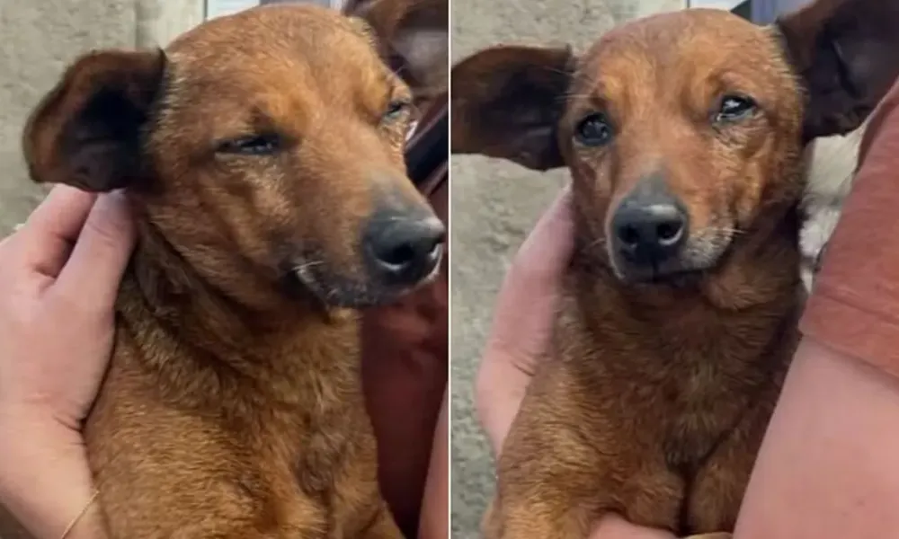 Perrito viral