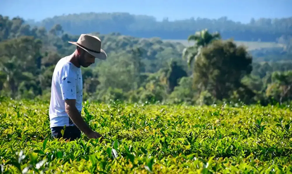 Cosecha de yerba mate