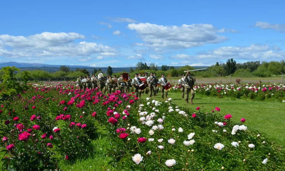 Temporada de peonías en Trevelin