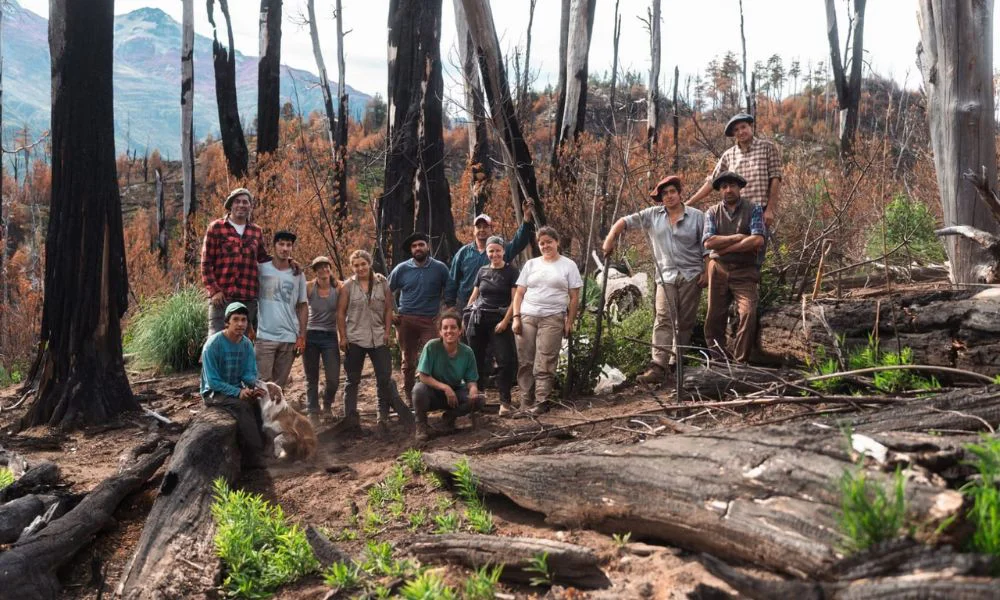 Reforestan la cordillera con 20.000 coihues