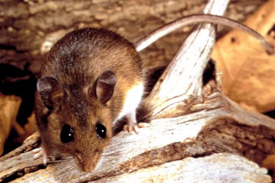 Hantavirus