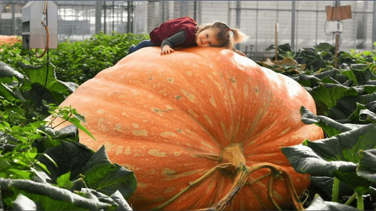 Calabaza
