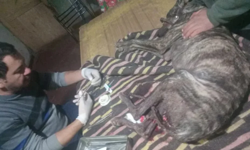 Perro herido por el jabalí