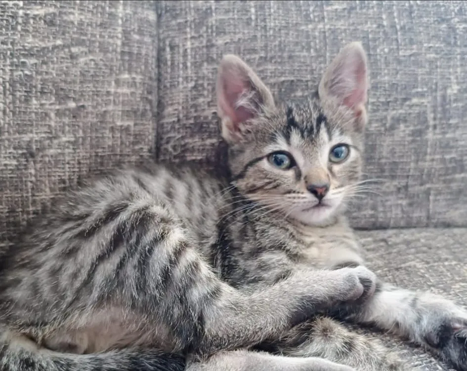 El único gatito que sobrevivio-