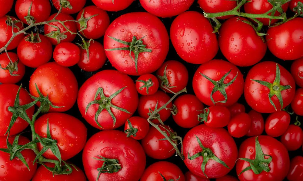 Tomates. Foto Magnific