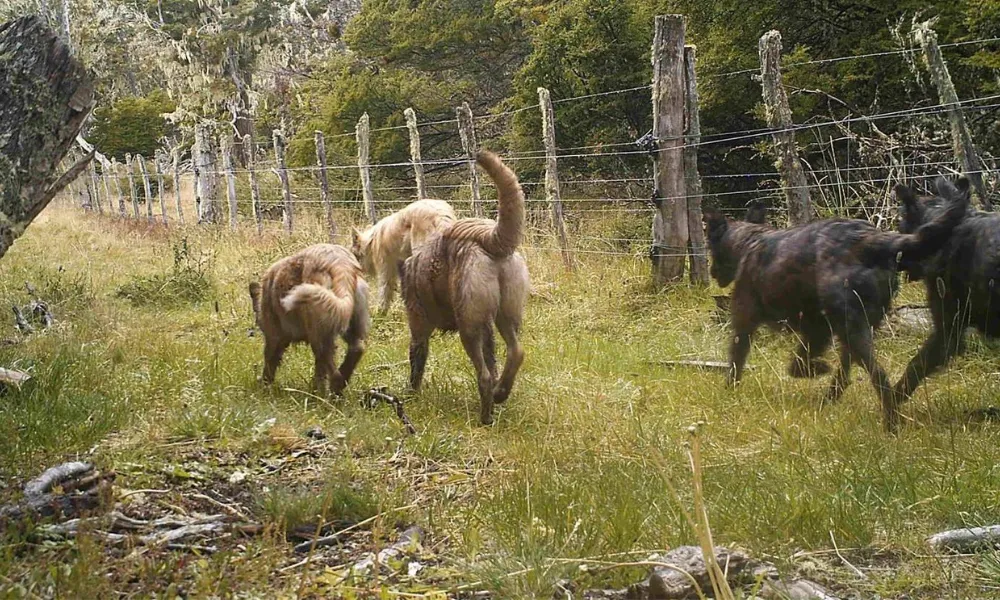 Perros