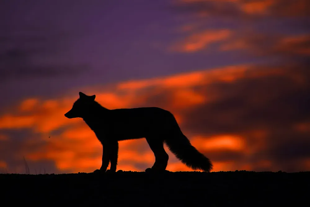 Zorro colorado al atardecer por Fotero Patagónico