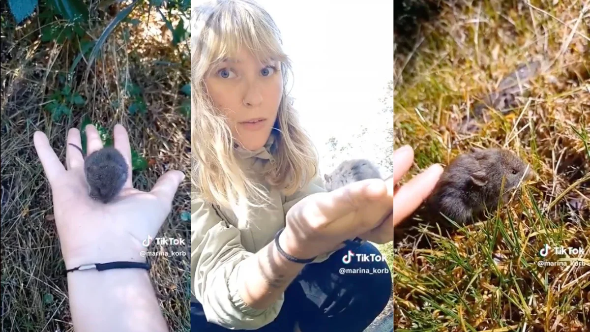Una influencer tocó en Bariloche un ratón que transmite hantavirus y subió el video a TikTok