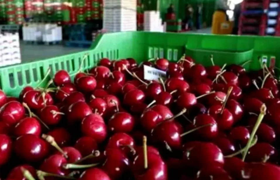 cerezas cooperativa