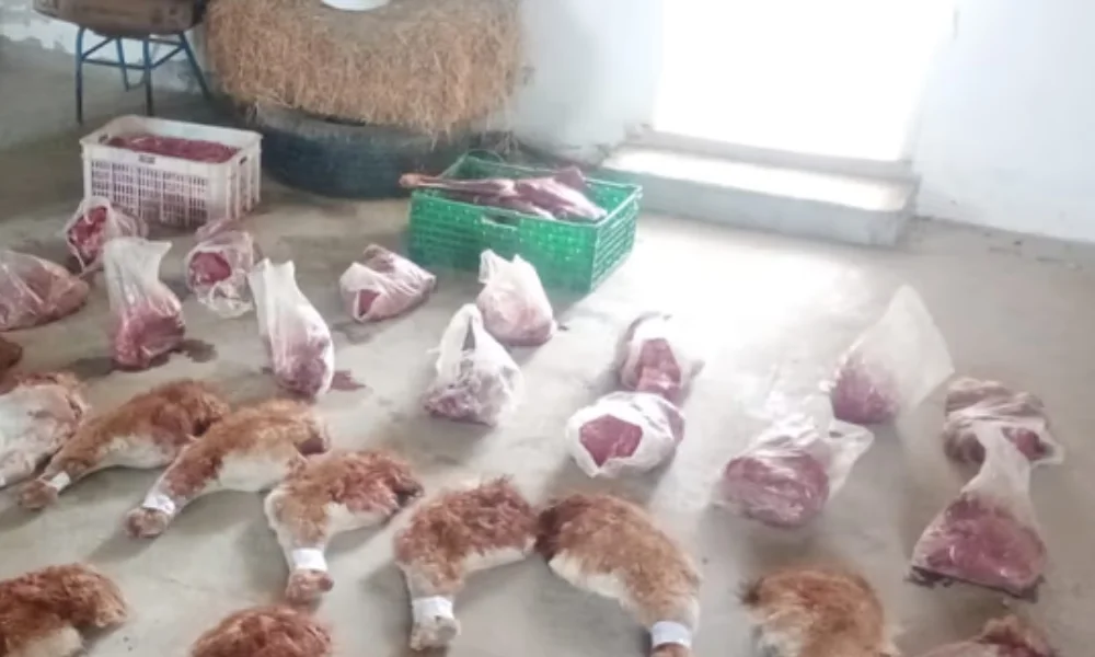 Carne de guanaco