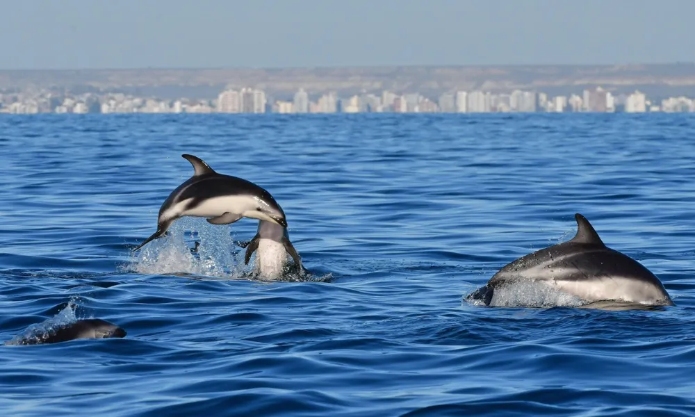Avistajes de delfines