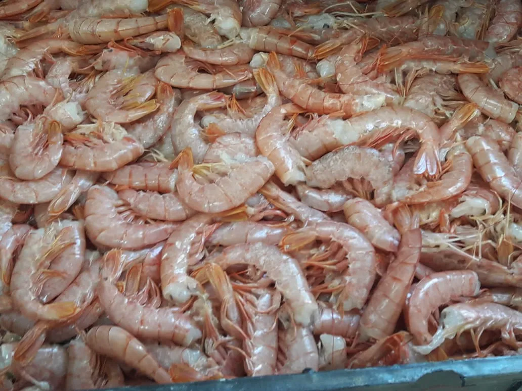Provincia decomiso mas de 6000 kg de langostinos