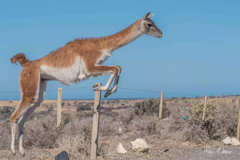 Guanaco saltando Nito Otier