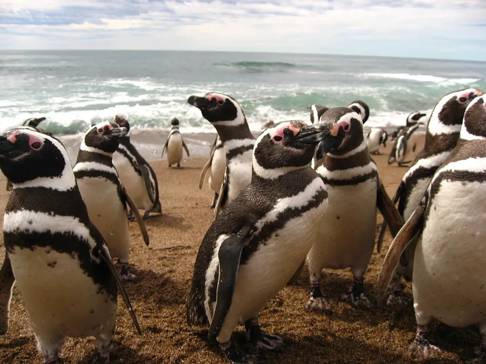 Punta Tombo abrirá el lunes 16 de septiembre, mientras que Cabo Dos Bahías lo hará el sábado 21 de este mes.