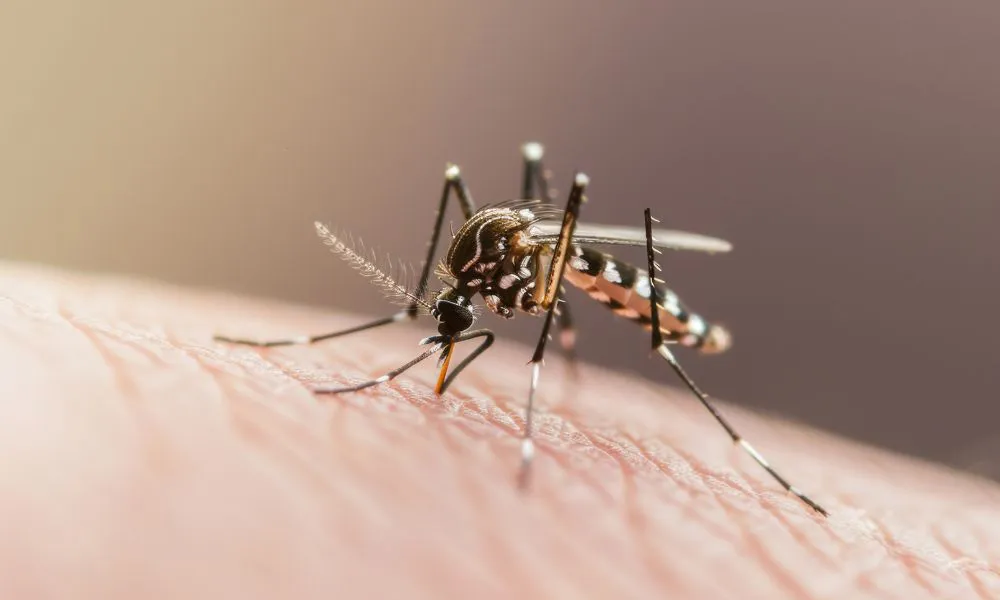 Dengue. Foto Freepik