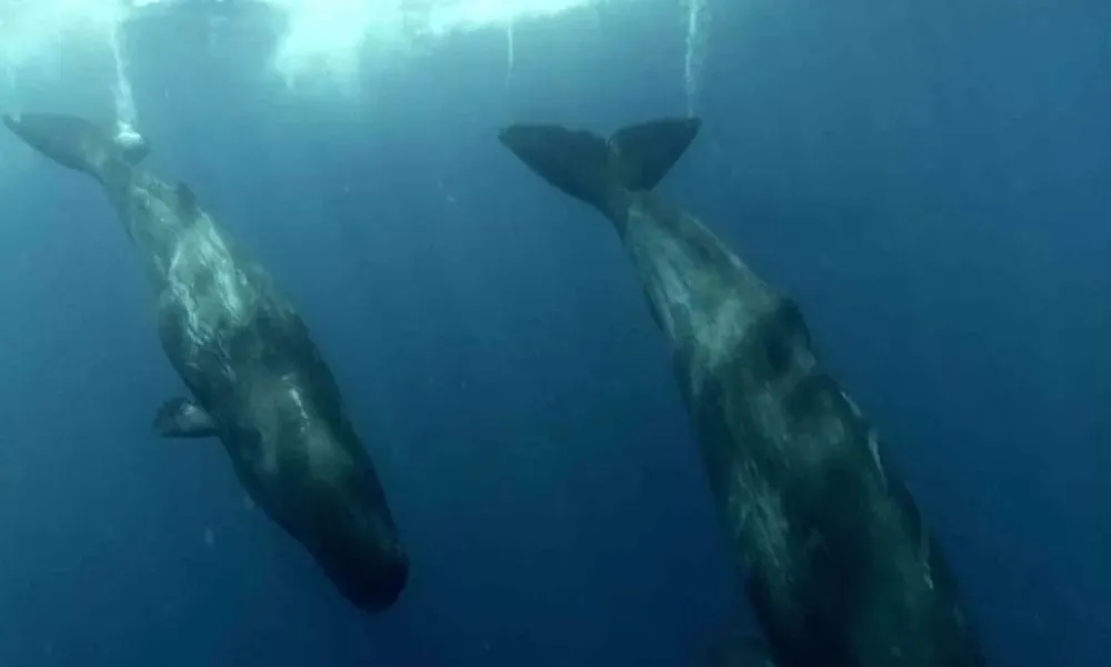 Titans of the Sea A Family Affair natgeotv