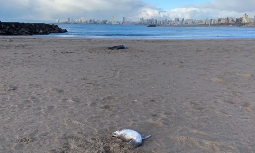 Pingüinos en la costa de Mar del Plata