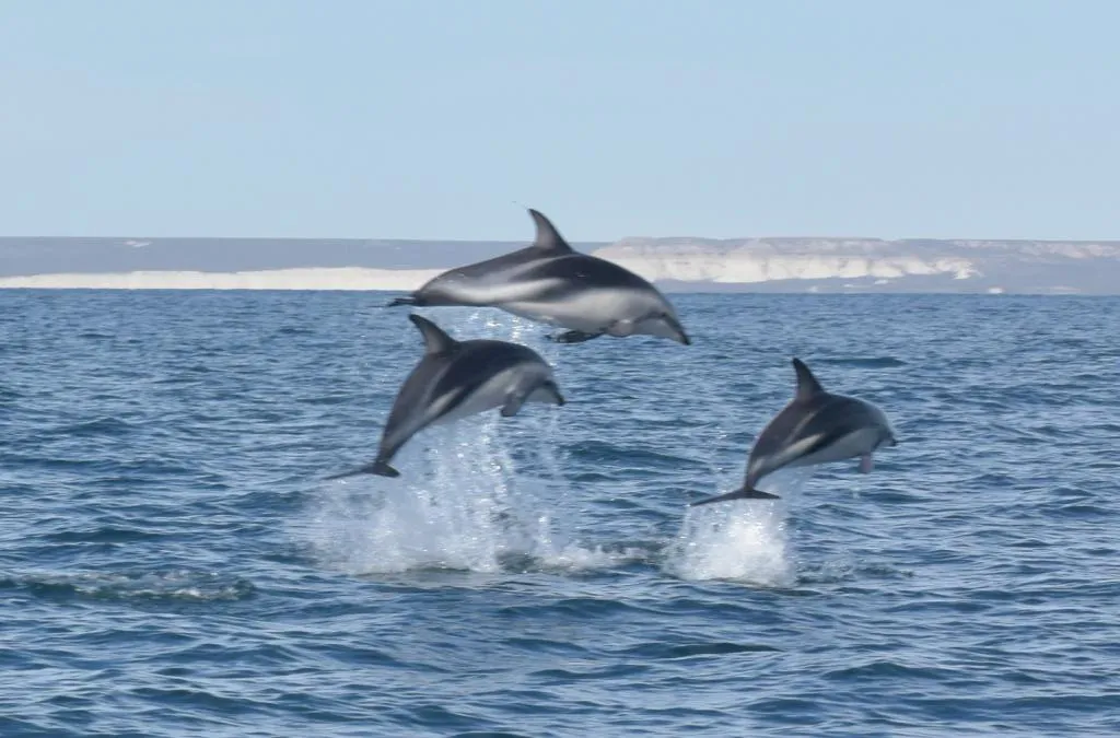 del fines en el golfo
