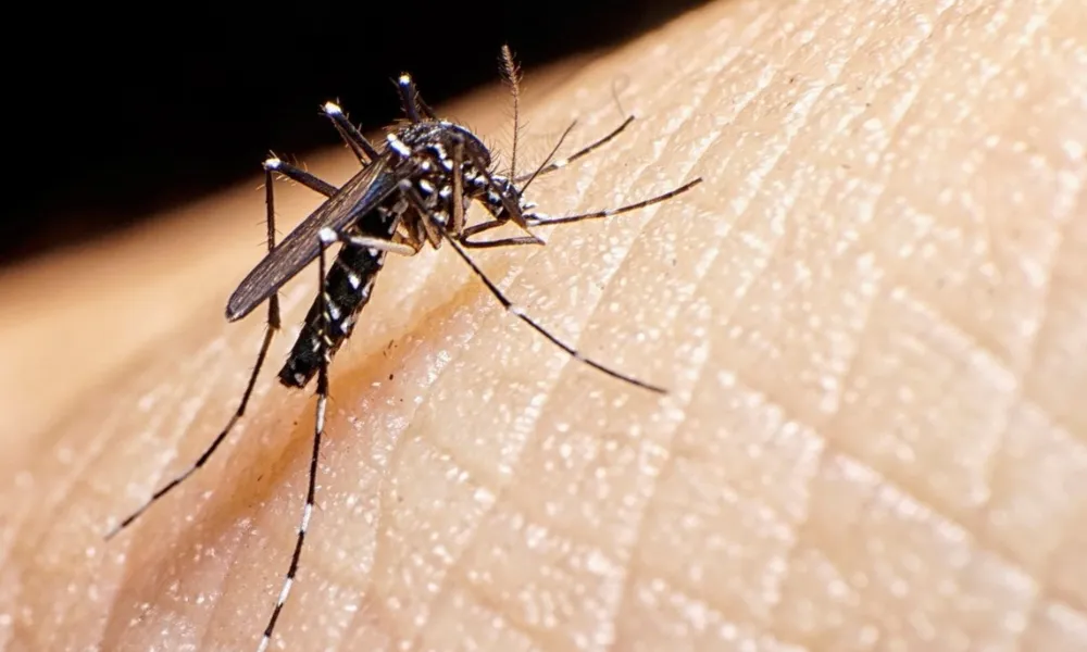 Dengue