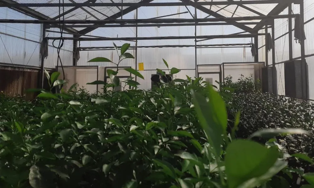 Material vegetal importado