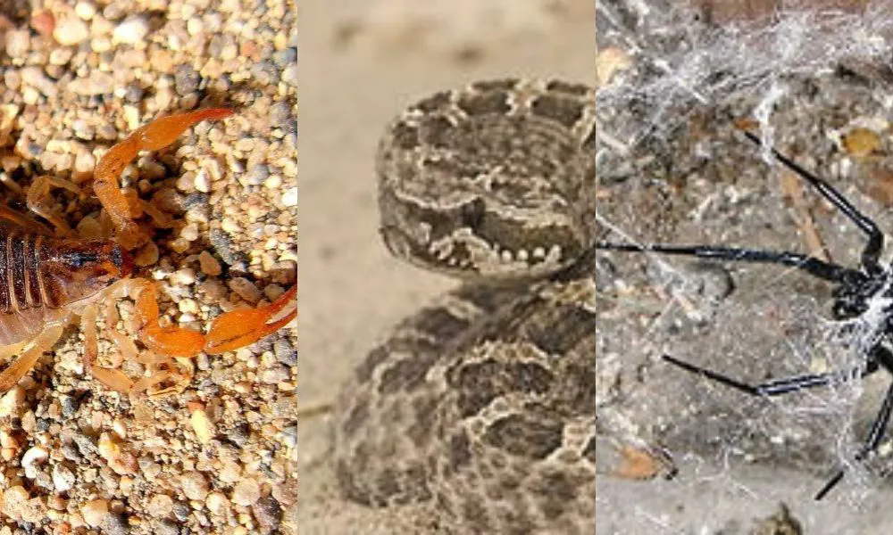 Animales ponsoñozos