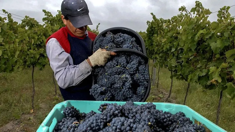 Produccion vitivinicola en la Patagonia
