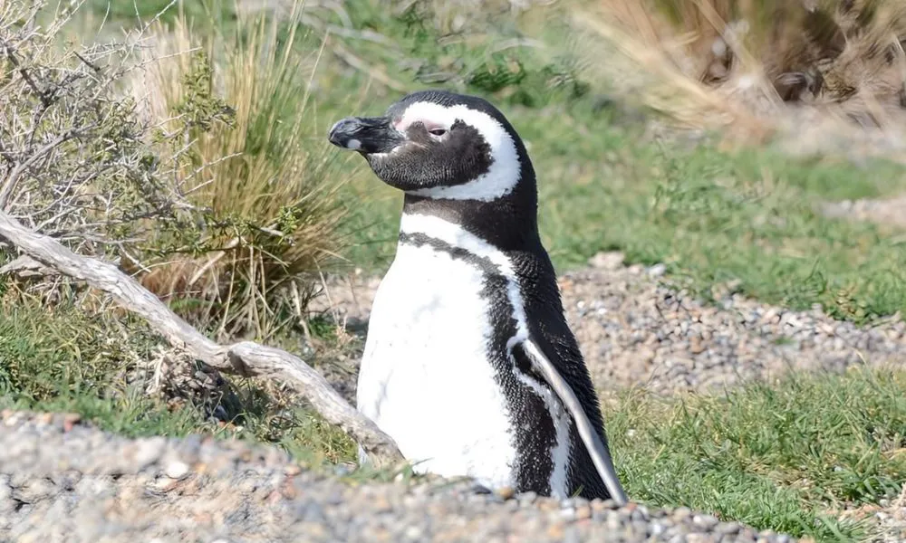 Pingüinos de Magallanes