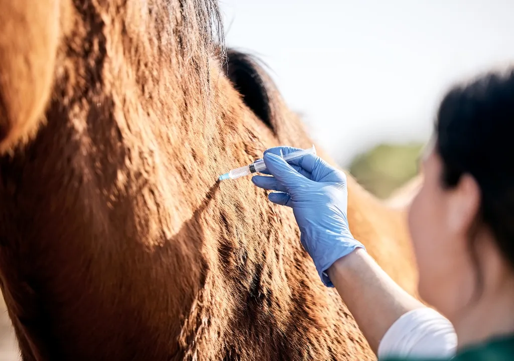 Virus Equino