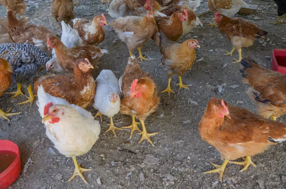 gallina