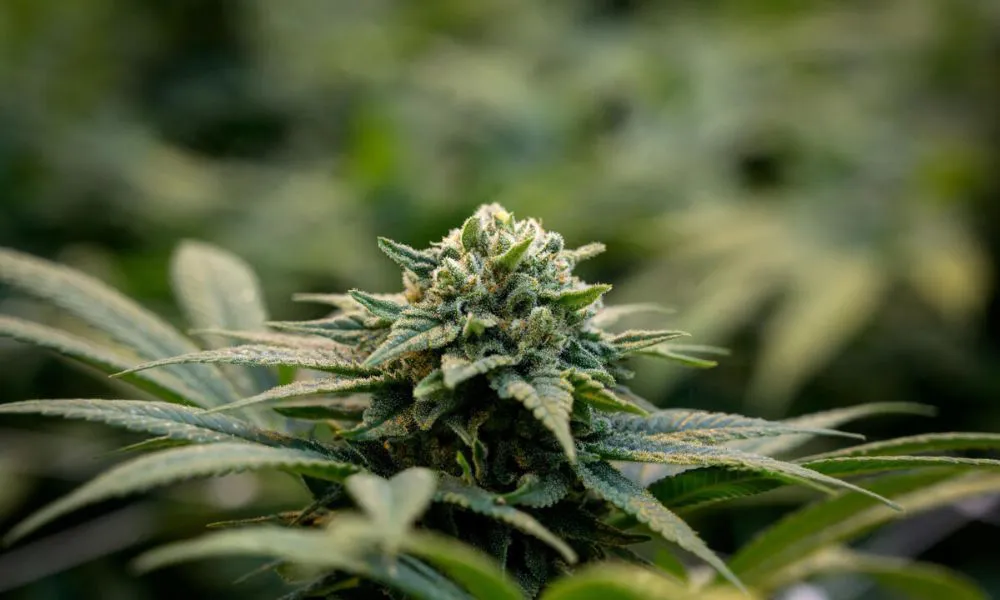 Cannabis (Foto: © Fabrice Coffrini, AFP / France 24)