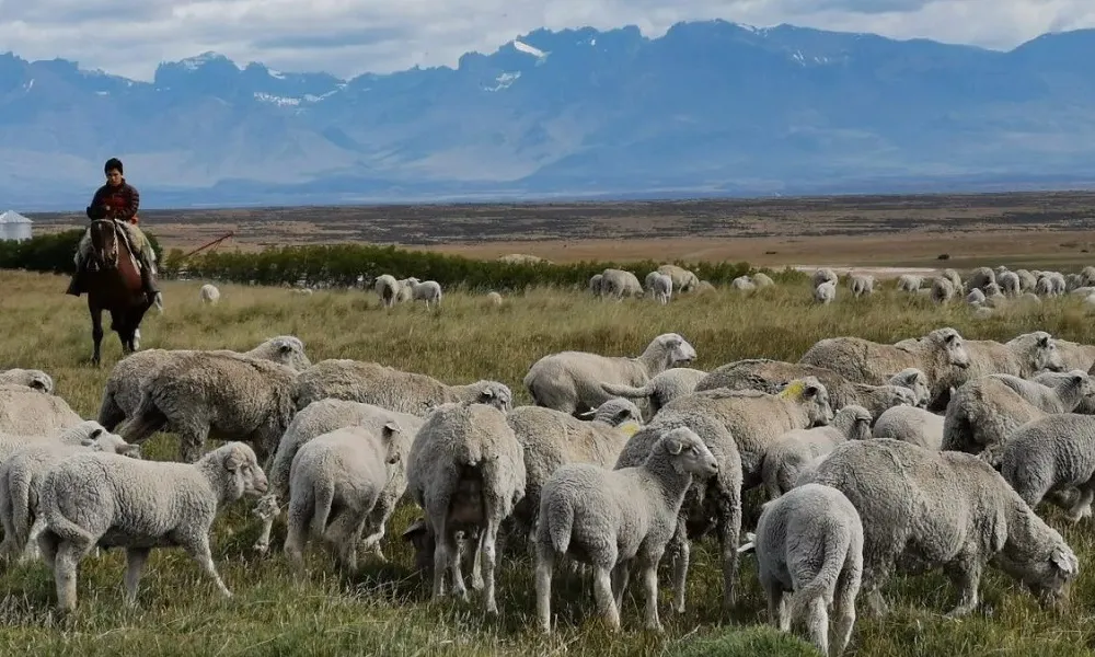 Ganadería regenerativa en Patagonia