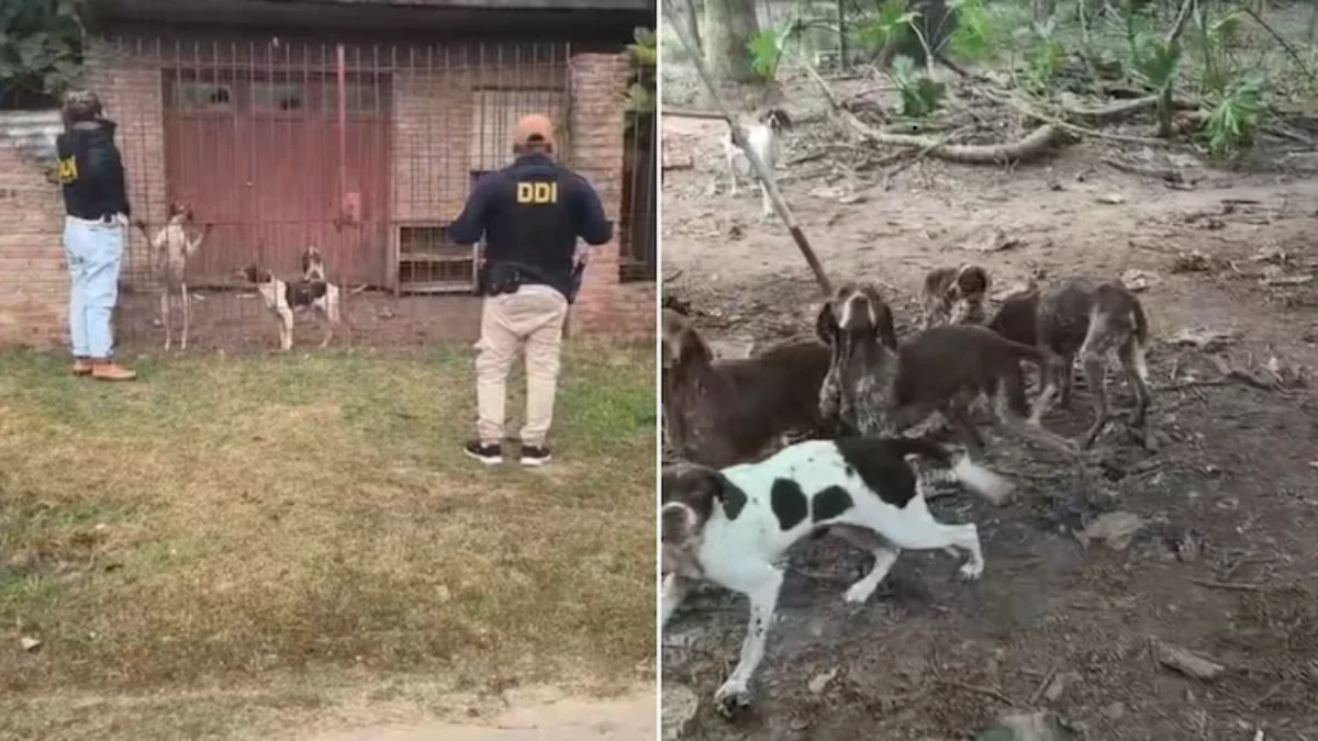 Encontraron 18 perros en estado de desnutrición en San Pedro. (Video DDI)