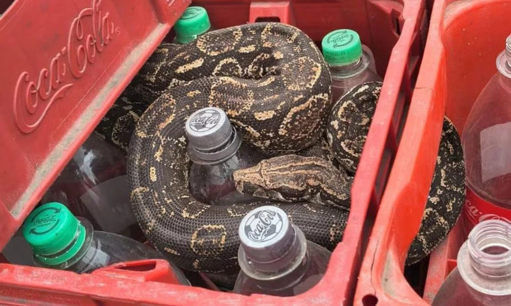 boa en un cajón de gaseosas