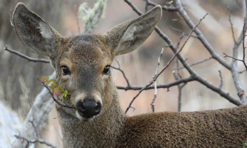 Huemul