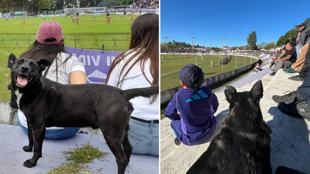 Guille el perro hincha de futbol (TN)