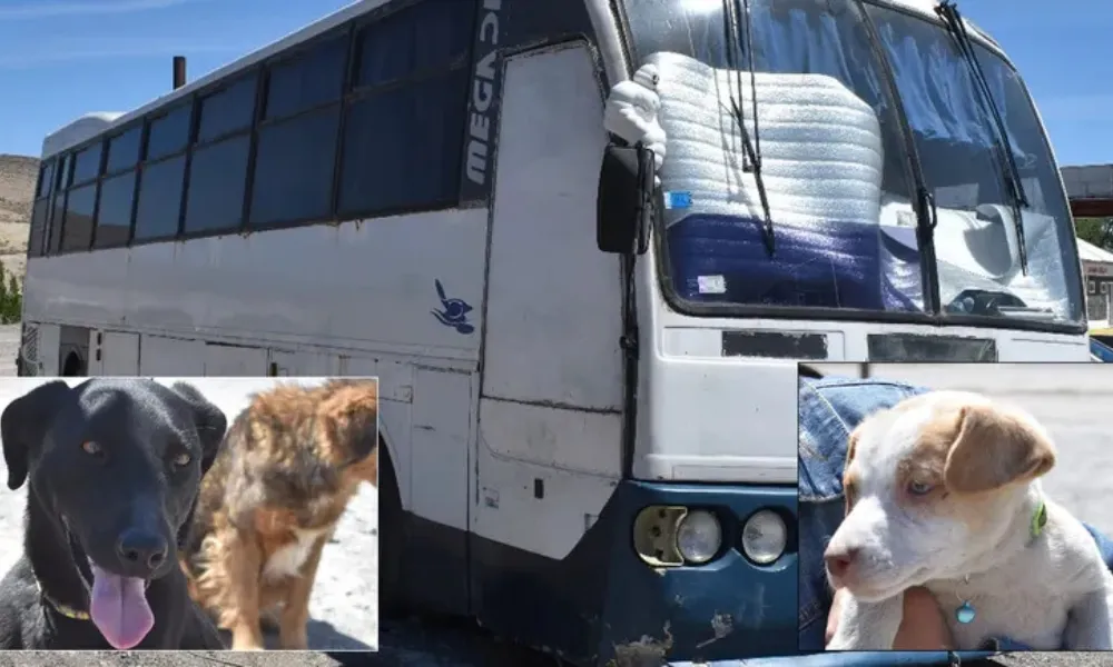 Perras rescatadas de un motorhome abandonado