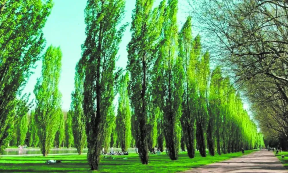 árboles