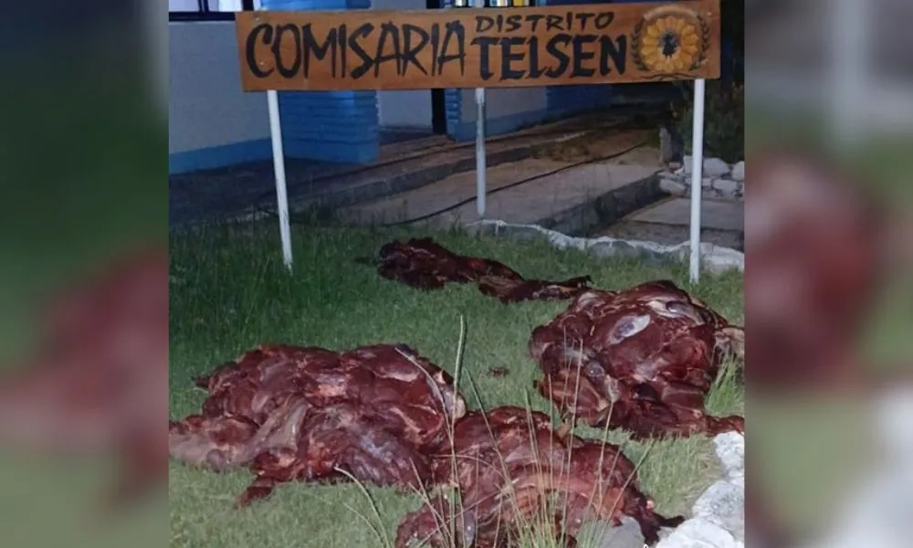 Incautan 250 kilos de carne de guanaco en Telsen