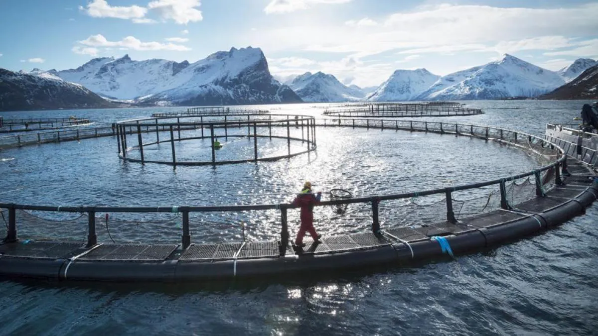 Noruega tiene desarrollada su acuicultura de salmones y exporta parte de su producción