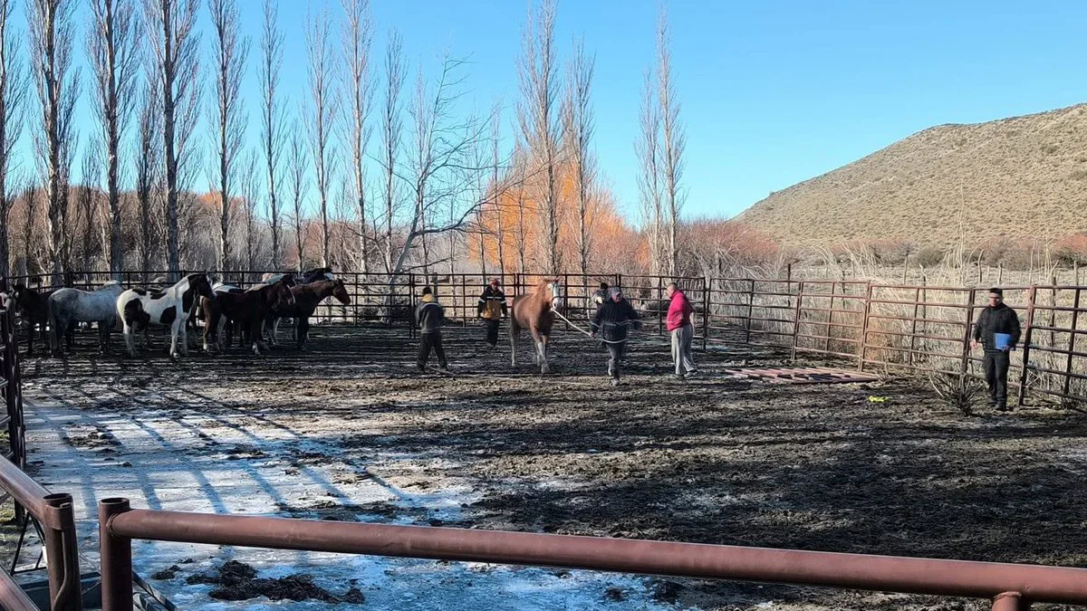 Secuestran 18 caballos sin marca