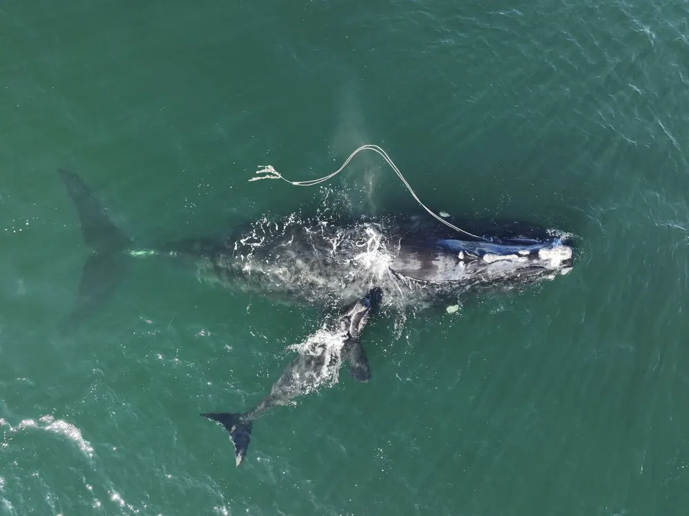 Ballena franca enmallada en Península Valdés