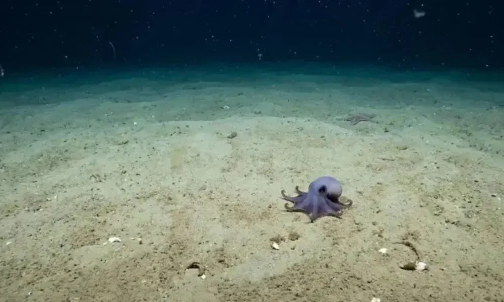 Hallan nueva especie de pulpo en las profundidas de Galápagos