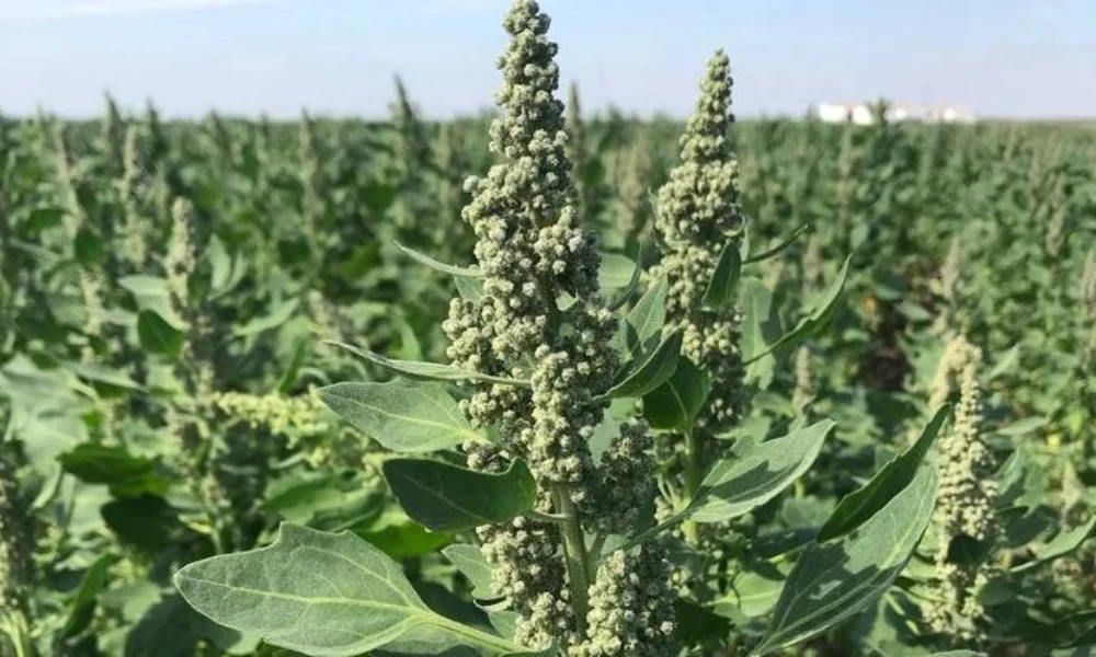Se trata de semillas de quinoa que serán enviadas en una cápsula experimental.