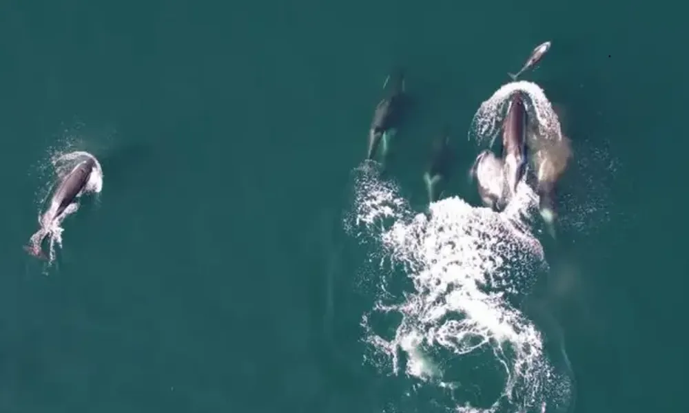 Orcas y delfines