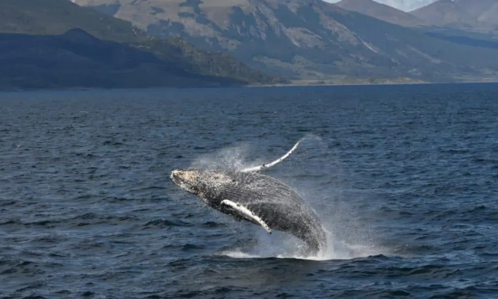 Ballena Jorobada
