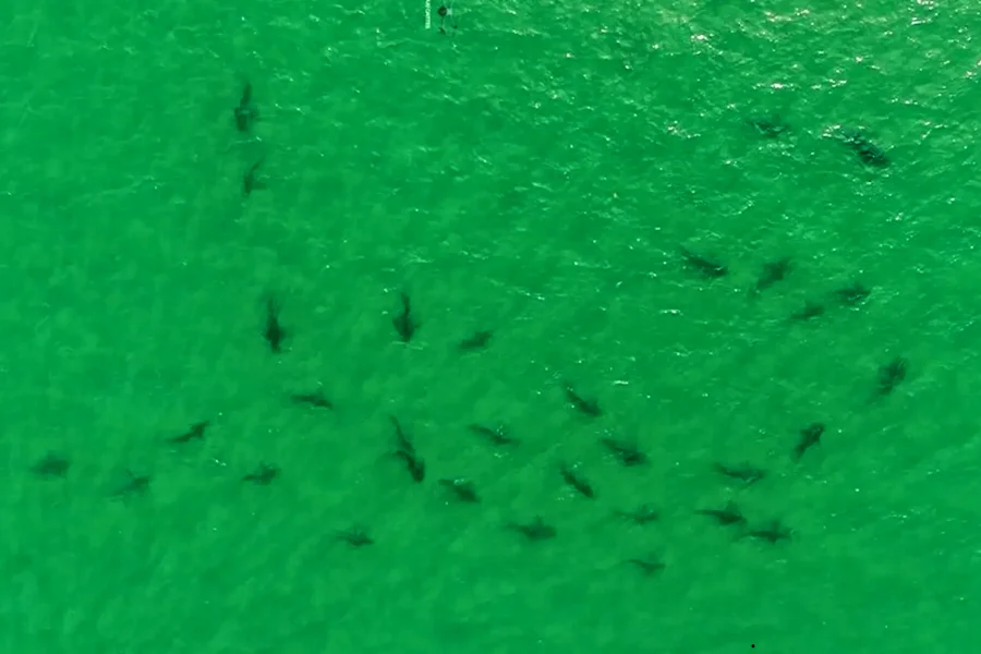 Más de 100 tiburones en Golfo San Matías