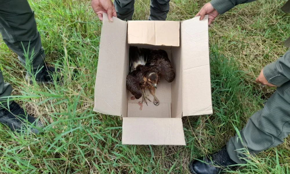 Hallaron un gavilán vivo dentro de una caja en Formosa